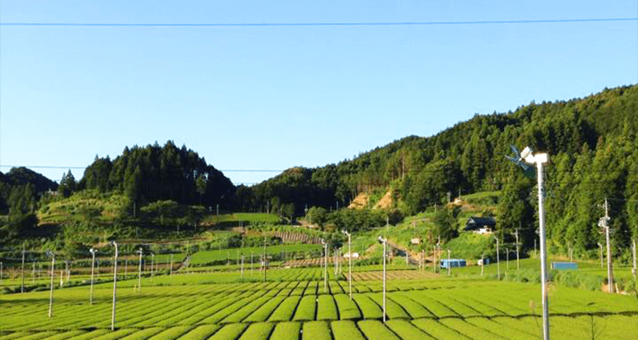 大切に育てている自慢の茶畑